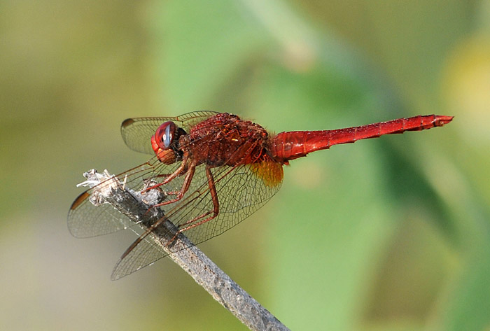 Tre Odonata da confermare